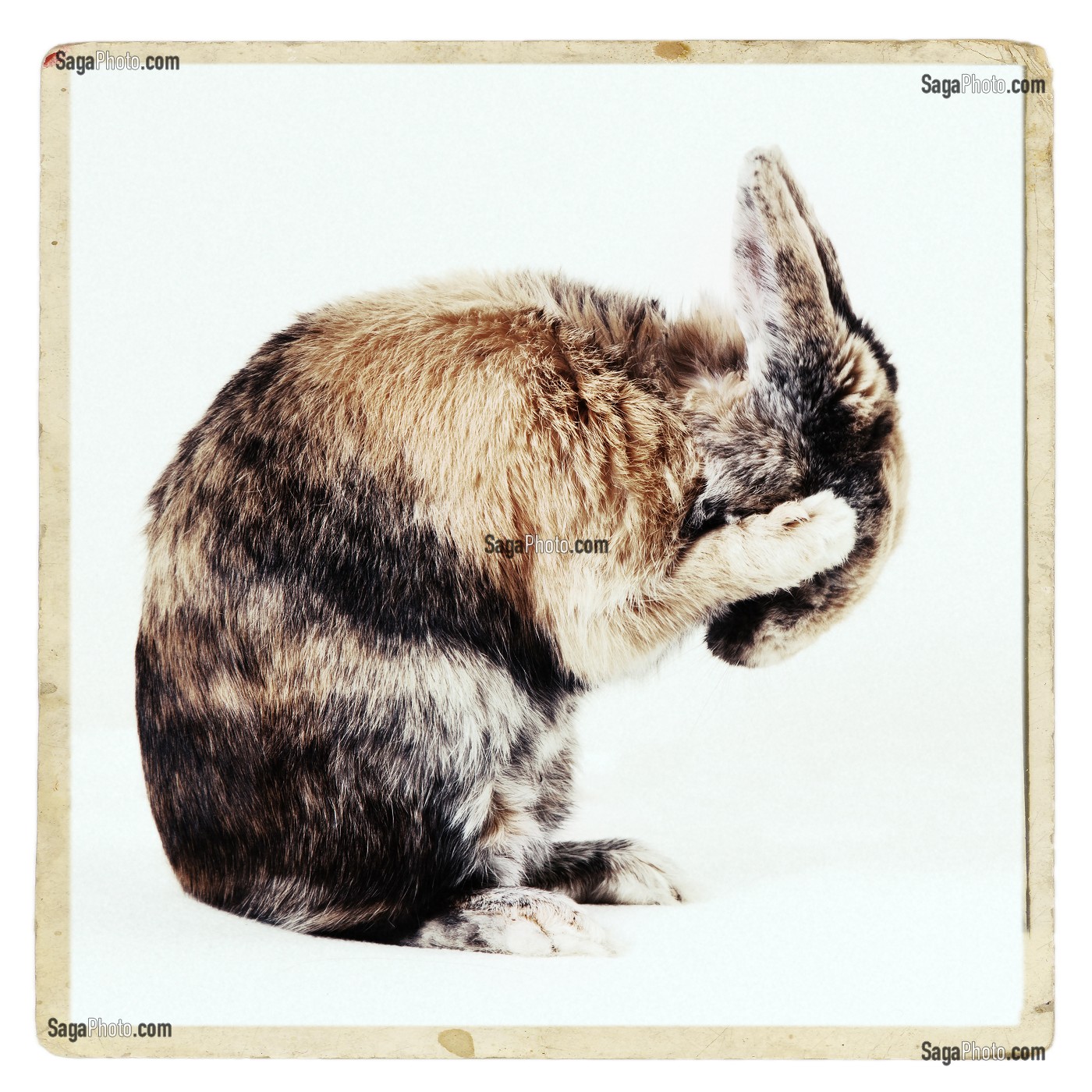 LAPIN QUI FAIT SA TOILETTE, PORTRAIT EN STUDIO 