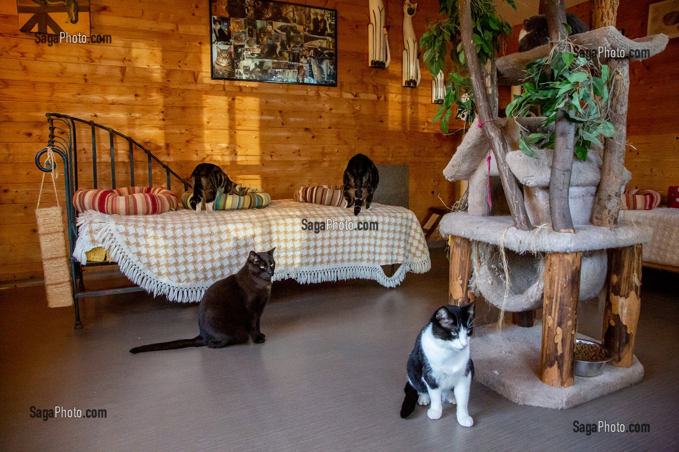 PENSION ET REFUGE POUR ANIMAUX DE COMPAGNIE (CHIENS ET CHATS), LA CHAPELLE-FORTIN (28), FRANCE 