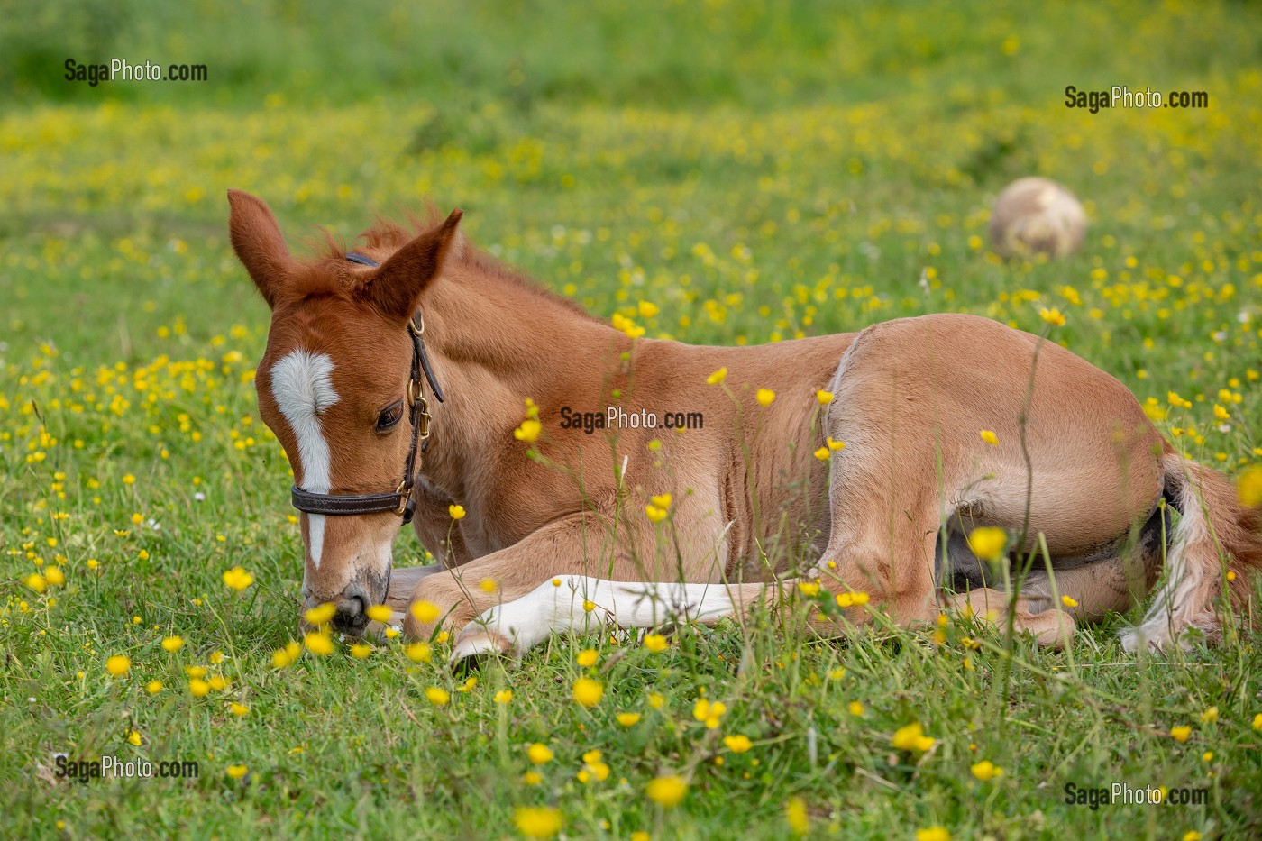 JEUNE POULAIN DANS UN PRE, NORMANDIE 