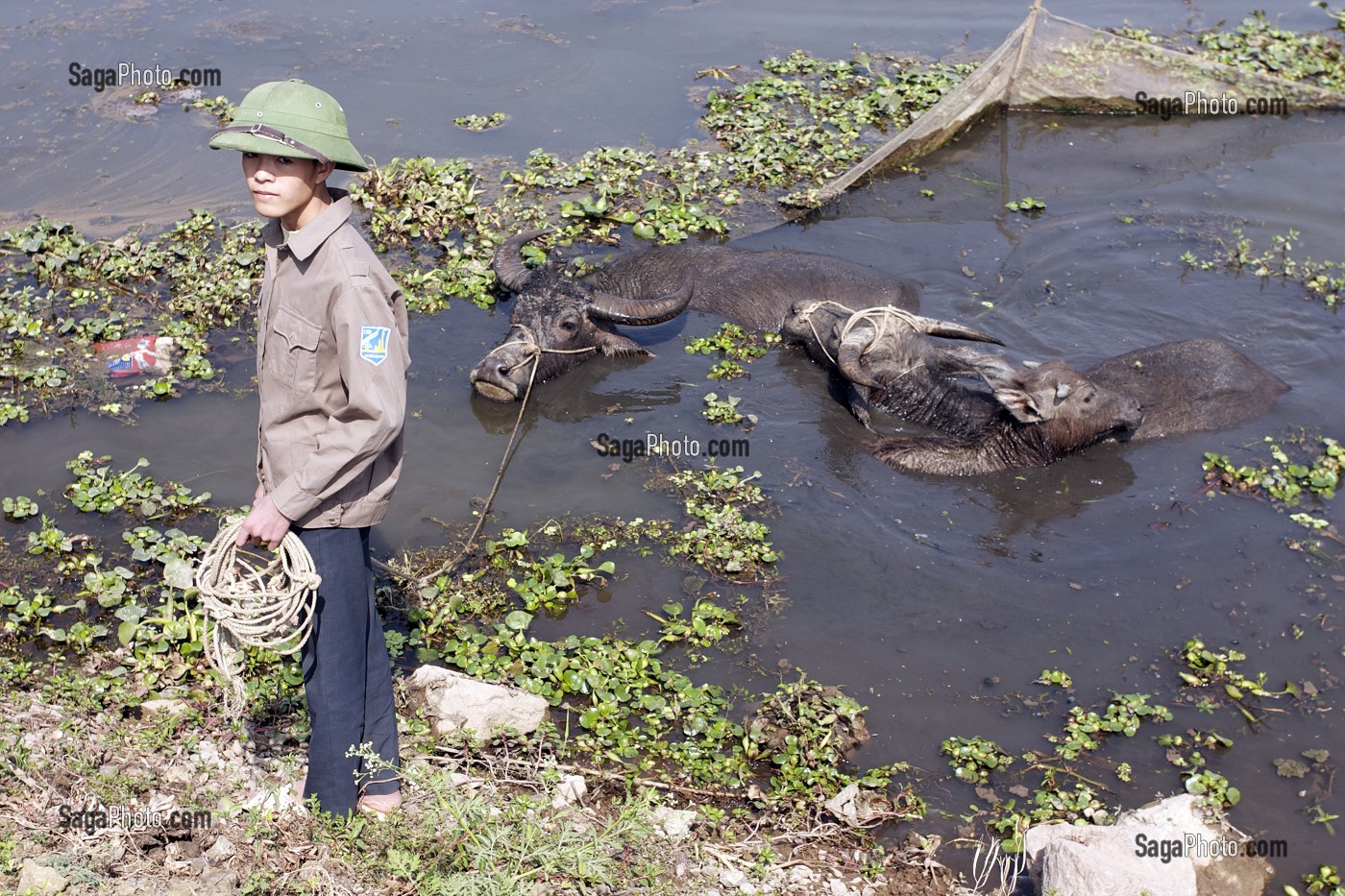 PAYSAN AVEC SON BUFFLE, NORD DU VIETNAM, VIETNAM 