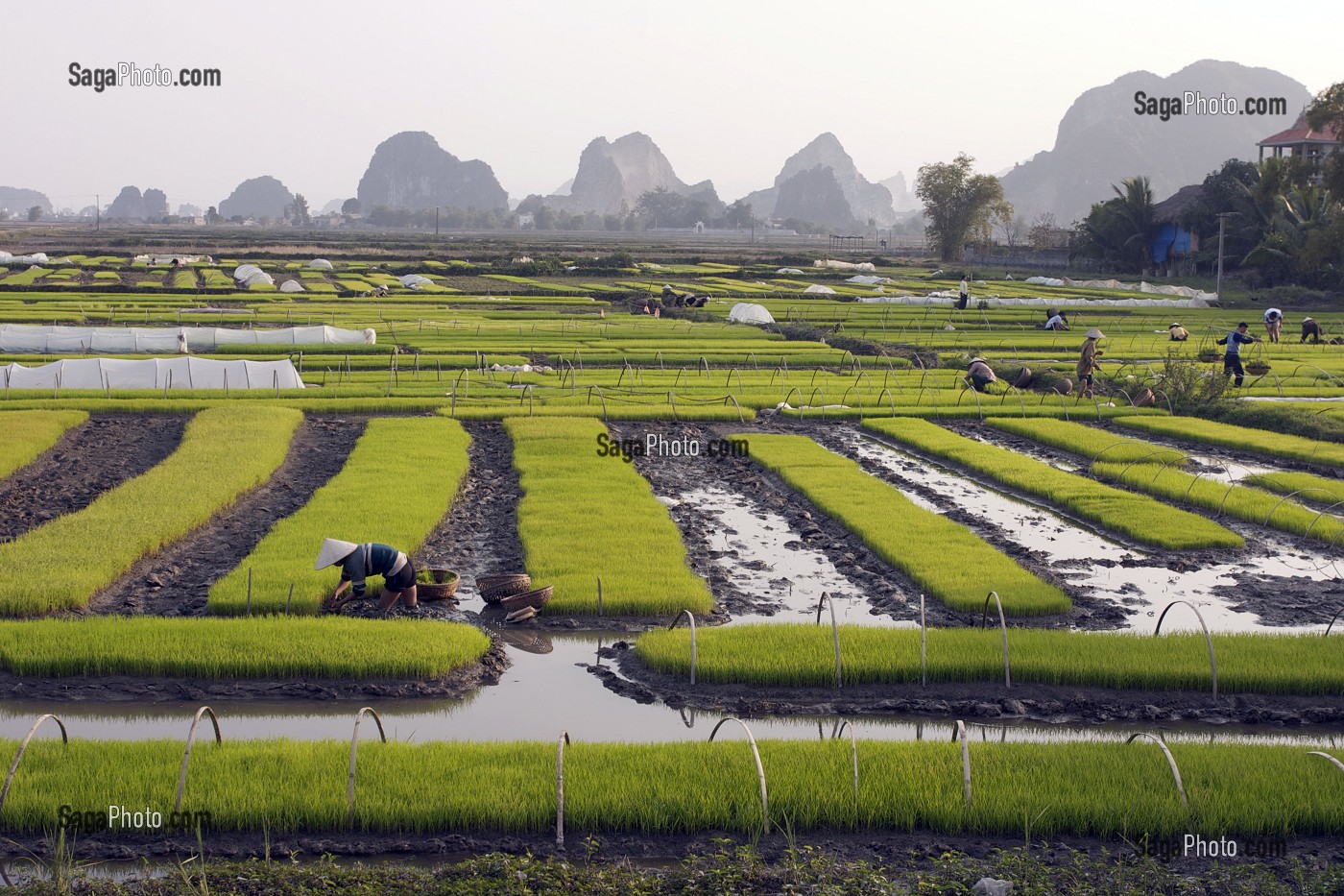 PAYSAGE DE RIZIERES A HOA LU, HOA LU, NORD DU VIETNAM, VIETNAM 