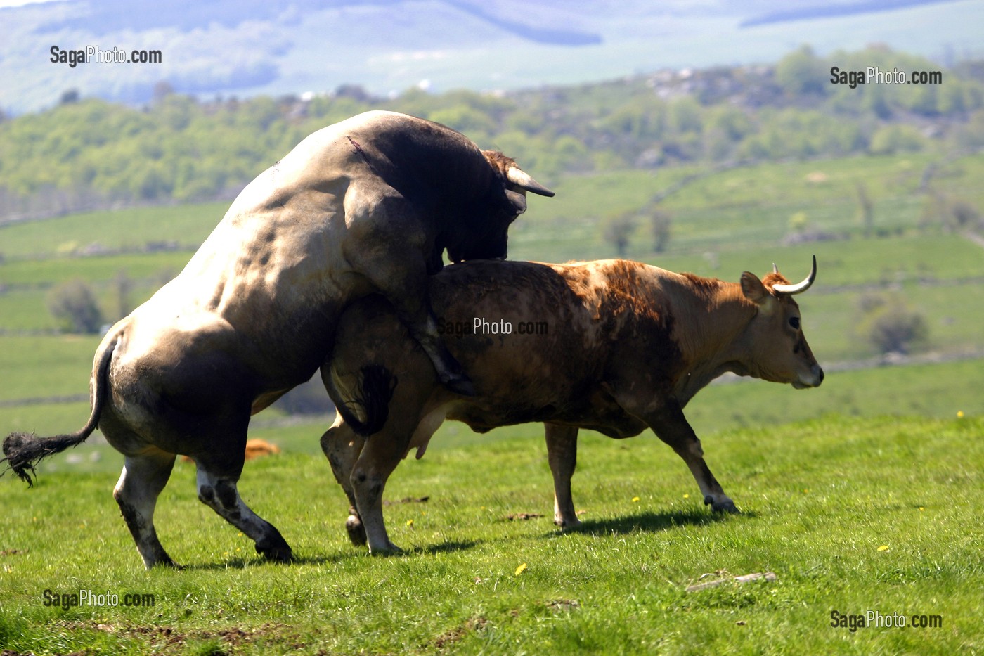 photo de ACCOUPLEMENT D'UNE VACHE ET D'UN TAUREAU DE RACE BOVINE AUBRAC,  TRANSHUMANCE, ESTIVE, AVEYRON (12), MIDI-PYRENEES, FRANCE