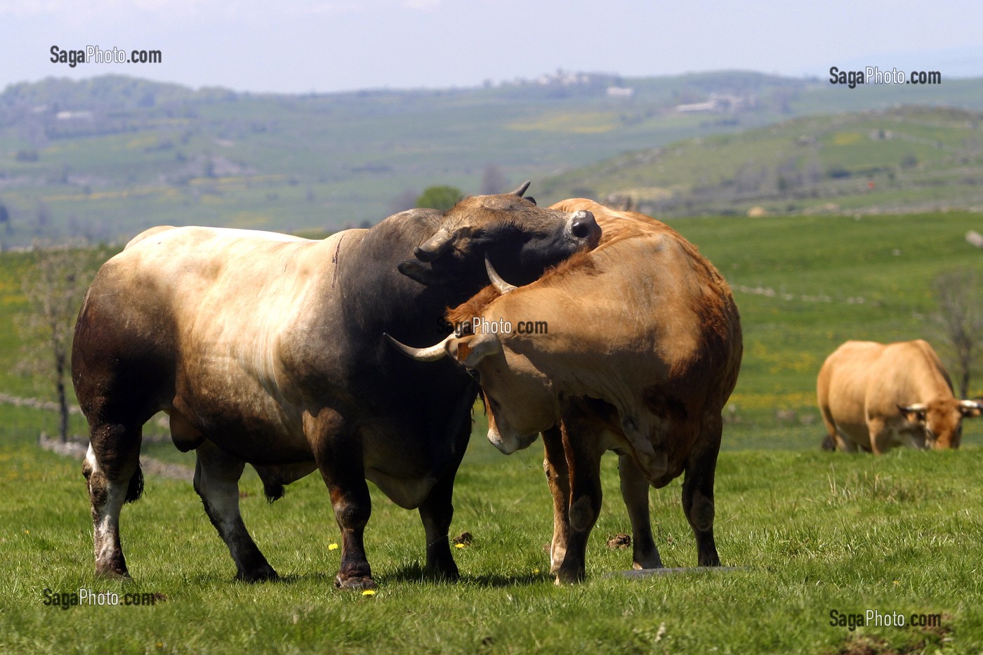 Спаривание быков с быками. Быки породы Обрак.