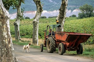 DEPOT DU RAISIN A LA COOPERATIVE DE CAMPLONG, TERROIR DE LAGRASSE, REGION DES VINS DE CORBIERES, AUDE (11), FRANCE 