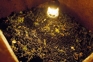 CUVE A VIN EN MACERATION, TERROIR DE SAINT-VICTOR, REGION DES VINS DE CORBIERES, AUDE (11), FRANCE 