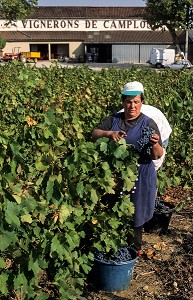 VENDANGEURS DEVANT LA COOPERATIVE DES VIGNERONS DE CAMPLONG, TERROIR DE LAGRASSE, REGION DES VINS DE CORBIERES, AUDE (11), FRANCE 