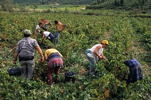 VENDANGEURS, CHATEAU PECH-LATT, TERROIR DE LAGRASSE, REGION DES VINS DE CORBIERES, AUDE (11), FRANCE 