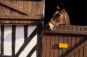 CHEVAL SORTANT LA TETE DE SON BOX, HARAS DU MONT, CALVADOS (14), NORMANDIE, FRANCE 