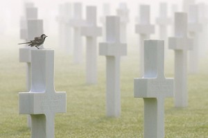 9387 MILITAIRES AMERICAINS MORTS REPOSENT DANS CE CIMETIERE MILITAIRE DE COLLEVILLE-SUR-MER, SITE DU DEBARQUEMENT DU 6 JUIN 1944, CALVADOS (14), NORMANDIE, FRANCE 