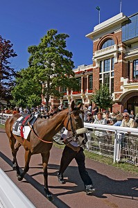 PRESENTATION DES CHEVAUX, HIPPODROME DE DEAUVILLE - LA TOUQUES, DEAUVILLE, CALVADOS (14), NORMANDIE, FRANCE 