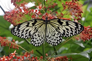 PARIDES IPHIDAMAS, COSTA RICA, SERRE TROPICALE AUX PAPILLONS, NATUROSPACE, HONFLEUR, CALVADOS (14), NORMANDIE, FRANCE 