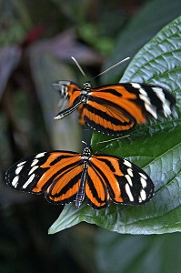 HELICONIUS ISMENIUS DU COSTA RICA, SERRE TROPICALE AUX PAPILLONS, NATUROSPACE, HONFLEUR, CALVADOS (14), NORMANDIE, FRANCE 
