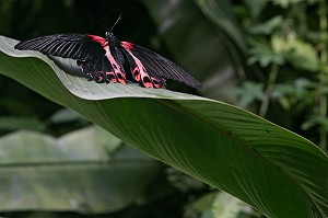 PAPILIO RUMANZOVIA, PHILIPPINES, SERRE TROPICALE AUX PAPILLONS, NATUROSPACE, HONFLEUR, CALVADOS (14), NORMANDIE, FRANCE 