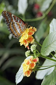 CETHOSIA BIBLIS, PHILIPPINES, SERRE TROPICALE AUX PAPILLONS, NATUROSPACE, HONFLEUR, CALVADOS (14), NORMANDIE, FRANCE 