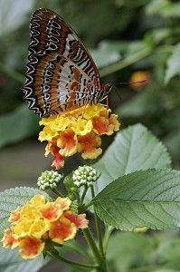 CETHOSIA BIBLIS, PHILIPPINES, SERRE TROPICALE AUX PAPILLONS, NATUROSPACE, HONFLEUR, CALVADOS (14), NORMANDIE, FRANCE 