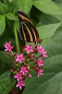 DRYADULA PHAETUSA, COSTA RICA, SERRE TROPICALE AUX PAPILLONS, NATUROSPACE, HONFLEUR, CALVADOS (14), NORMANDIE, FRANCE 
