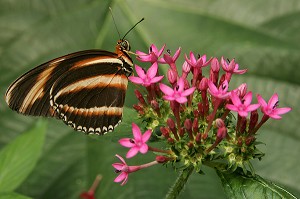 DRYADULA PHAETUSA, COSTA RICA, SERRE TROPICALE AUX PAPILLONS, NATUROSPACE, HONFLEUR, CALVADOS (14), NORMANDIE, FRANCE 