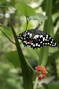 PAPILIO DEMOLEUS, PHILIPPINES, SERRE TROPICALE AUX PAPILLONS, NATUROSPACE, HONFLEUR, CALVADOS (14), NORMANDIE, FRANCE 