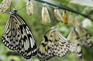 CHRYSALIDES DE PAPILLON 'IDEALEUCONOE' DIT 'LE MOUCHOIR', SERRE TROPICALE AUX PAPILLONS, NATUROSPACE, HONFLEUR, CALVADOS (14), NORMANDIE, FRANCE 