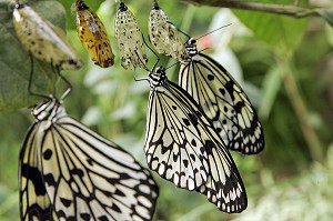 CHRYSALIDES DE PAPILLON 'IDEALEUCONOE'  DIT 'LE MOUCHOIR', SERRE TROPICALE AUX PAPILLONS, NATUROSPACE, HONFLEUR, CALVADOS (14), NORMANDIE, FRANCE 