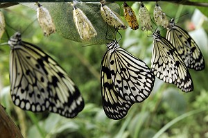 CHRYSALIDES DE PAPILLON 'IDEALEUCONOE' DIT 'LE MOUCHOIR', SERRE TROPICALE AUX PAPILLONS, NATUROSPACE, HONFLEUR, CALVADOS (14), NORMANDIE, FRANCE 