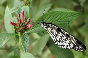 PAPILLON 'IDEALEUCONOE' DIT 'LE MOUCHOIR', SERRE TROPICALE AUX PAPILLONS, NATUROSPACE, HONFLEUR, CALVADOS (14), NORMANDIE, FRANCE 