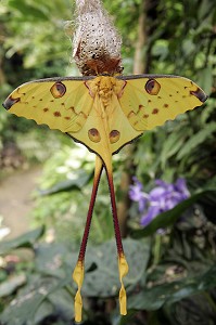COMETE NUIT DE MADAGASCAR ARGEMANITTREI, SERRE TROPICALE AUX PAPILLONS, NATUROSPACE, HONFLEUR, CALVADOS (14), NORMANDIE, FRANCE 