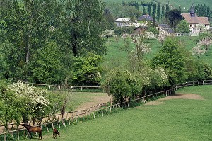 CHEVAUX AU PRE, CAMBREMER, LA ROUTE DU CIDRE, CALVADOS (14), NORMANDIE, FRANCE 