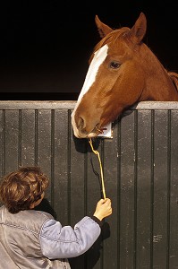 COMPLICITE ENTRE L'ENFANT ET LE CHEVAL, HARAS DE RETZ, CALVADOS (14), NORMANDIE, FRANCE 