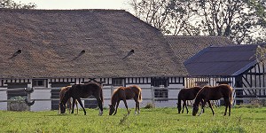 CHEVAUX AU PRE, HARAS DU MONT, CALVADOS (14), NORMANDIE, FRANCE 