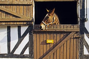 CHEVAL DANS SON BOX, HARAS DU MONT NANTICIENNE, CALVADOS (14), NORMANDIE, FRANCE 