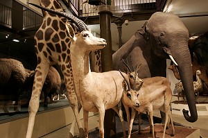 LES ANIMAUX DE LA SAVANE, MUSEUM D'HISTOIRE NATURELLE, BOURGES, CHER (18), FRANCE 