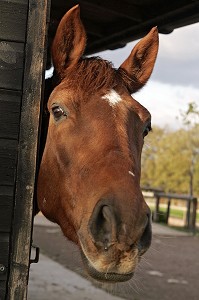 CENTRE EQUESTRE, RIO JAVAR, FARGES-ALLICHAMPS, CHER (18), FRANCE 