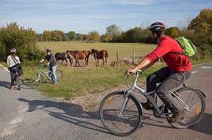 CYCLISTES ENTRE AMIS EN BALADE DEVANT DES CHEVAUX AU PRE, MENETREOL-SOUS-SANCERRE, ITINERAIRE DE LA LOIRE A VELO, CHER (18), FRANCE 