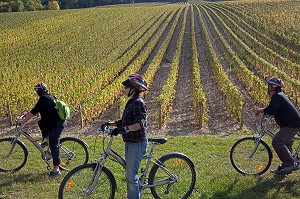 BALADE ENTRE AMIS DANS LES VIGNES AUX COULEURS D'AUTOMNE, ITINERAIRE DE LA LOIRE A VELO, SANCERRE, CHER (18), FRANCE 