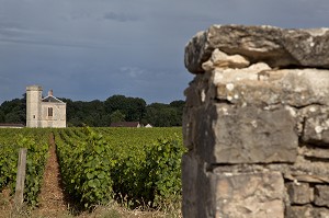 VIGNES DU DOMAINE DU CHATEAU DU CLOS VOUGEOT, SIEGE DE LA CONFRERIE DES CHEVALIERS DU TASTEVIN, ROUTE DES GRANDS CRUS DE BOURGOGNE, VOUGEOT, COTE D’OR (21), FRANCE 