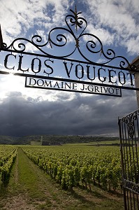 VIGNES DU DOMAINE J. GRIVOT, CHATEAU DU CLOS VOUGEOT, ROUTE DES GRANDS CRUS DE BOURGOGNE, VOUGEOT, COTE D’OR (21), FRANCE 