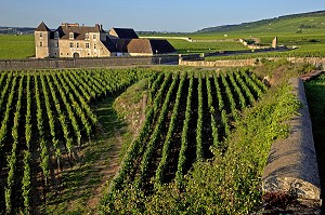 VIGNES DU DOMAINE DU CHATEAU DU CLOS VOUGEOT, SIEGE DE LA CONFRERIE DES CHEVALIERS DU TASTEVIN, ROUTE DES GRANDS CRUS DE BOURGOGNE, VOUGEOT, COTE D’OR (21), FRANCE 