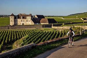 VIGNES DU DOMAINE DU CHATEAU DU CLOS VOUGEOT, SIEGE DE LA CONFRERIE DES CHEVALIERS DU TASTEVIN, ROUTE DES GRANDS CRUS DE BOURGOGNE, VOUGEOT, COTE D’OR (21), FRANCE 