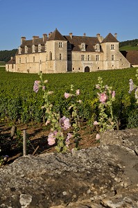 VIGNES DU DOMAINE DU CHATEAU DU CLOS VOUGEOT, SIEGE DE LA CONFRERIE DES CHEVALIERS DU TASTEVIN, ROUTE DES GRANDS CRUS DE BOURGOGNE, VOUGEOT, COTE D’OR (21), FRANCE 