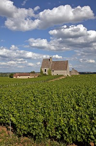 EXPLOITATION VITICOLE ET VIGNES DU DOMAINE DE CHASSAGNE-MONTRACHET, ROUTE DES GRANDS CRUS DE BOURGOGNE, COTE D’OR (21), FRANCE 