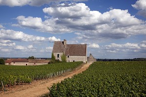 EXPLOITATION VITICOLE ET VIGNES DU DOMAINE DE CHASSAGNE-MONTRACHET, ROUTE DES GRANDS CRUS DE BOURGOGNE, COTE D’OR (21), FRANCE 