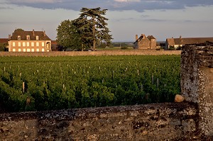 MURET EN PIERRE ENTOURANT LES VIGNES DE MEURSAULT, ROUTE DES GRANDS CRUS DE BOURGOGNE, COTE D’OR (21), FRANCE 