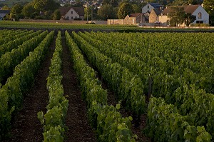 MURET EN PIERRE ENTOURANT LES VIGNES DE MEURSAULT, ROUTE DES GRANDS CRUS DE BOURGOGNE, COTE D’OR (21), FRANCE 