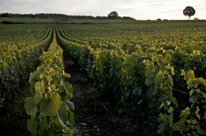 MURET EN PIERRE ENTOURANT LES VIGNES DE MEURSAULT, ROUTE DES GRANDS CRUS DE BOURGOGNE, COTE D’OR (21), FRANCE 