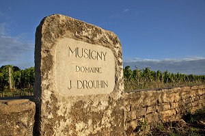 VIGNES DE MUSIGNY, DOMAINE J. DROUHIN, ROUTE DES GRANDS CRUS DE BOURGOGNE, VOUGEOT, COTE D’OR (21), FRANCE 