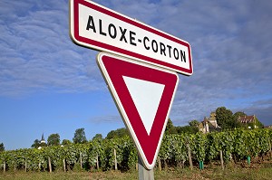 VIGNES D'ALOXE-CORTON, ROUTE DES GRANDS CRUS DE BOURGOGNE, COTE D’OR (21), FRANCE 