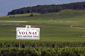 VIGNES ET PARCELLES DE VOLNAY, ROUTE DES GRANDS CRUS DES VINS DE BOURGOGNE, COTE D'OR (21), FRANCE