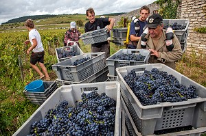 PORTEURS DE CAGETTES, VENDANGES MANUELLES DE LA VIGNE, CEPAGE PINOT NOIR, DOMAINE PRIVE DU CHATEAU DE POMMARD, COTE-D’OR (21), BOURGOGNE, FRANCE 