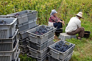 PAUSE DES VENDANGEURS, VENDANGES MANUELLES DE LA VIGNE, CEPAGE PINOT NOIR, DOMAINE PRIVE DU CHATEAU DE POMMARD, COTE-D’OR (21), BOURGOGNE, FRANCE 